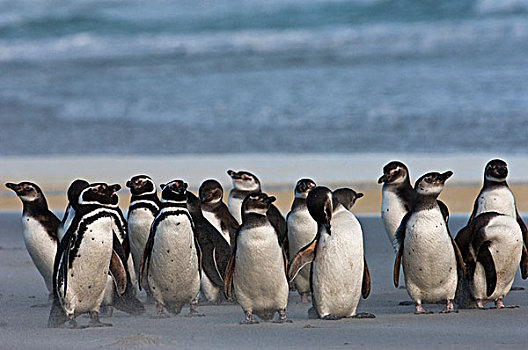 麦哲伦企鹅,小蓝企鹅,成年,幼小,陆地,岛屿,福克兰群岛