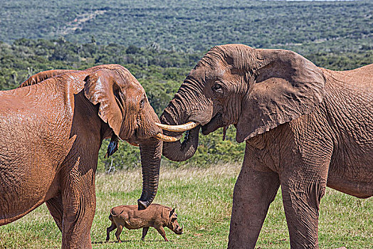 非洲象,疣猪,背景,阿多大象国家公园,南非
