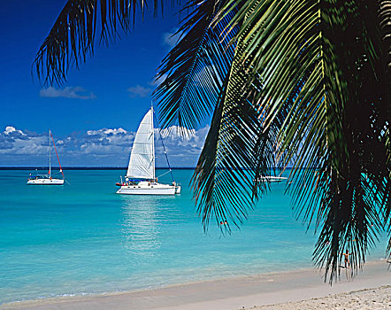 热带沙滩,棕榈树,帆船,瓜德罗普,法国,西印度群岛
