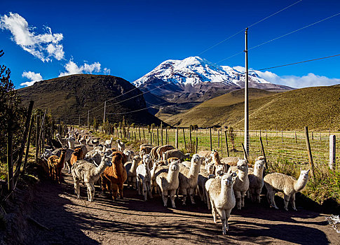 羊驼,钦博拉索省,火山,省,厄瓜多尔,南美