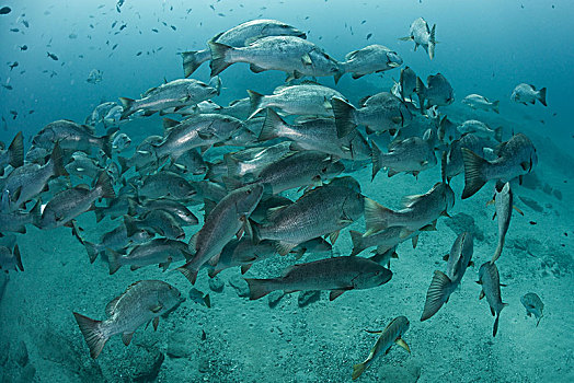 鲷鱼,海洋,下加利福尼亚州,墨西哥