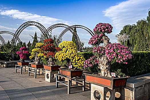 菊花展览,北京,世界花卉大观园,园林,园艺