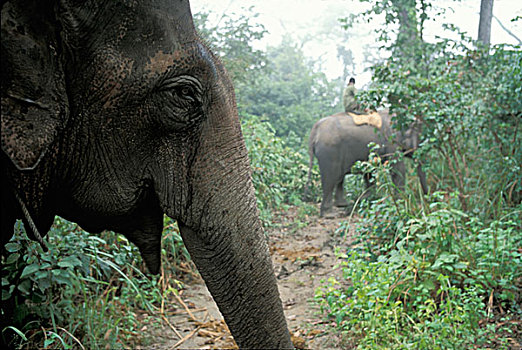 尼泊尔,奇旺国家公园,家养,亚洲象,象属,丛林