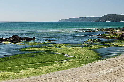 有毒,藻类,洗,向上,海滩,半岛,布列塔尼半岛,法国