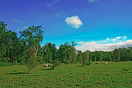 母牛,放牧,绿色,草场,澳大利亚