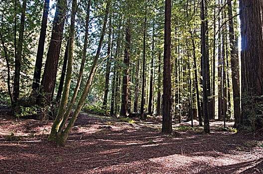 北美红杉,树林,门多西诺角,加利福尼亚,美国