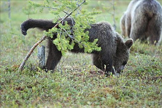 棕熊,幼小,小便,芬兰
