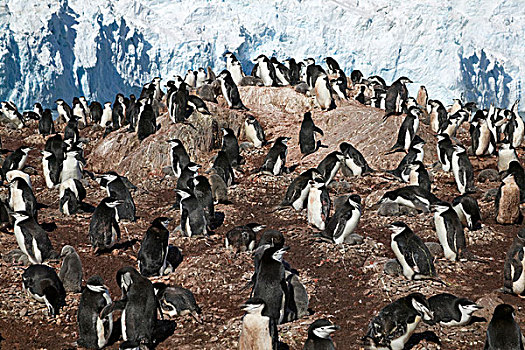 帽带企鹅,阿德利企鹅属,大象,岛屿,南极