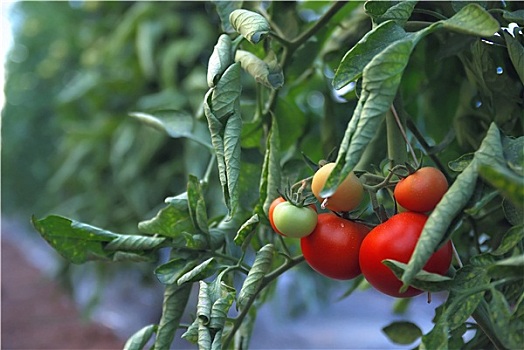 新鲜,西红柿,温室