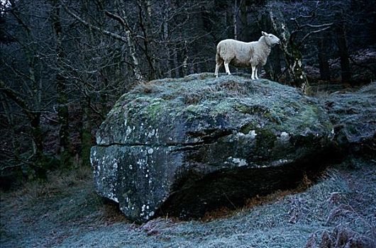 绵羊,站立,石头,爱尔兰