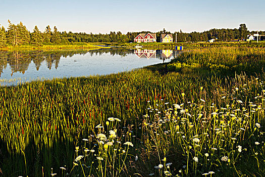 野花,河,爱德华王子岛,加拿大