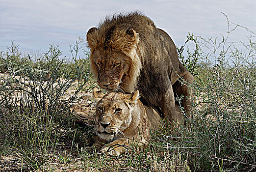 南非,卡拉哈里沙漠,卡拉哈迪大羚羊国家公园,狮子,交配