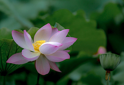 雨后荷花