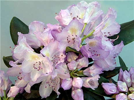 粉色,杜鹃花属植物