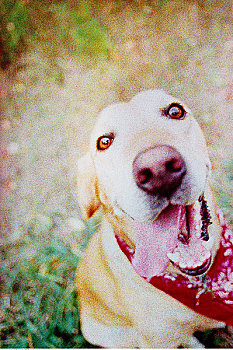 肖像,拉布拉多犬