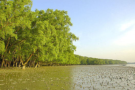 风景,红树林,树林,世界,库尔纳市,孟加拉,十一月,2005年