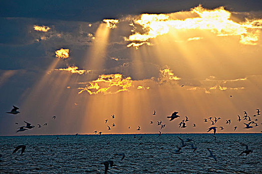 鸟群,飞跃,海洋,日落,基韦斯特,佛罗里达,美国