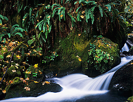 银,溪流,金色,银色瀑布州立公园,俄勒冈,美国