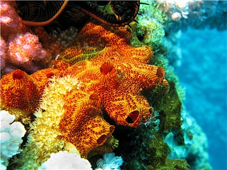 珊瑚礁,橙色,海绵,仰视,热带,海洋