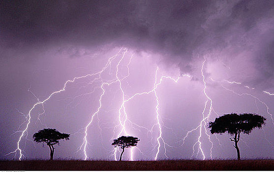 金合欢树,闪电,马赛马拉野生动物园,肯尼亚,非洲