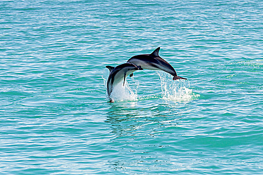 两个,海豚,会面,空中,跳跃,室外,水,坎特伯雷地区,新西兰,大洋洲