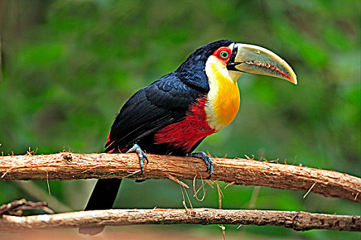 巨嘴鸟,成年,栖息,枝条,潘塔纳尔,巴西,南美