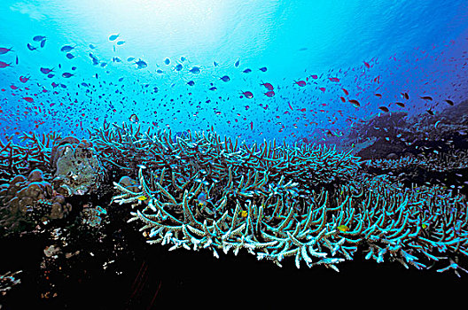巴布亚新几内亚,珊瑚,鱼,水下视角