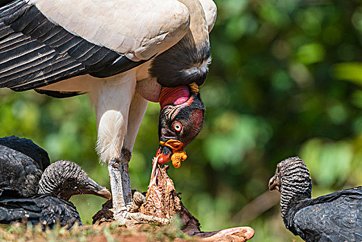 腐食,王鹫,哥斯达黎加,中美洲