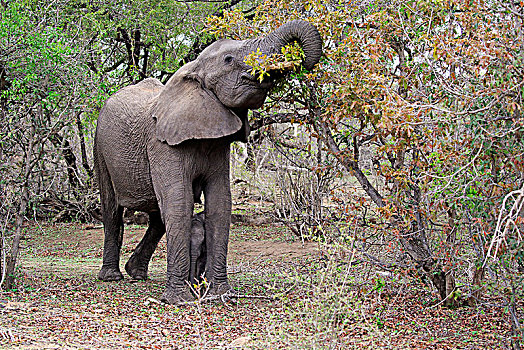 非洲象,成年,大象,母牛,小动物,喂食,觅食,克鲁格国家公园,南非,非洲