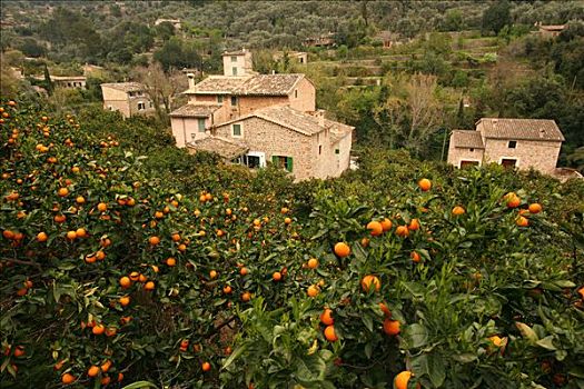 橙子,种植园,山村,马略卡岛,西班牙,欧洲
