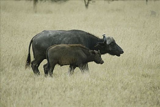 非洲水牛,南非水牛,成年,纳库鲁湖,肯尼亚,非洲