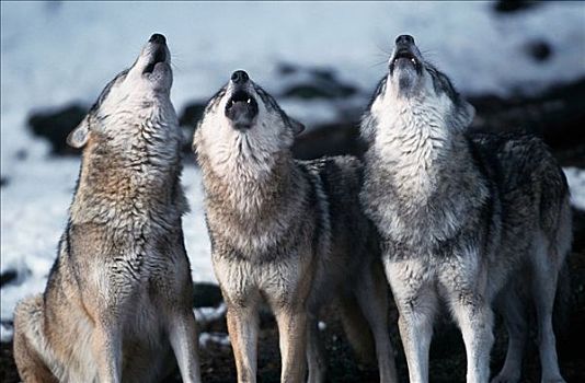 灰狼,狼,哺乳动物,牧群,叫喊,巴伐利亚森林,德国,欧洲,动物