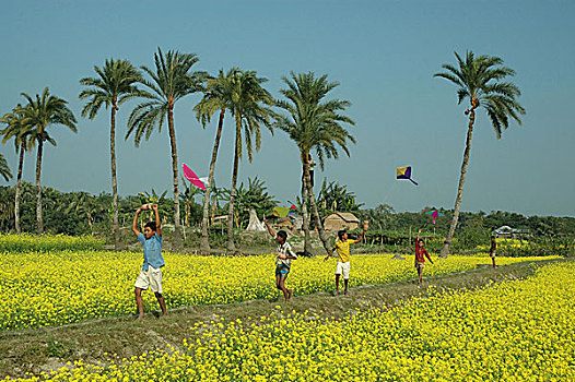 放风筝,孟加拉,一月,2008年
