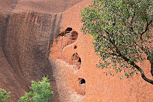 澳大利亚,乌卢鲁卡塔曲塔国家公园,乌卢鲁巨石,石头,特写,墙壁,树,大幅,尺寸