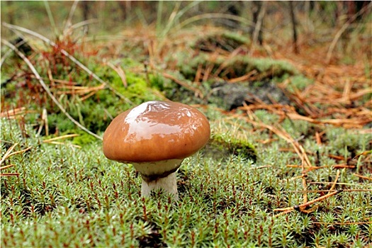 蘑菇,苔藓