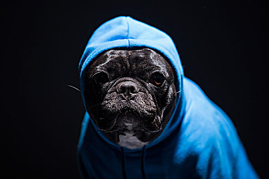 狗,寵物,法國斗牛犬