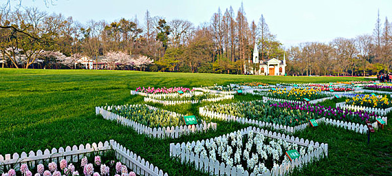 西湖郁金香,太子湾公园