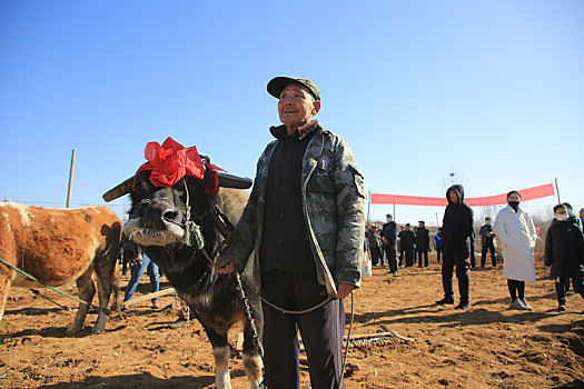 山东省日照市,田间地头闹春牛盼丰收,开启春耕序幕期盼五谷丰登