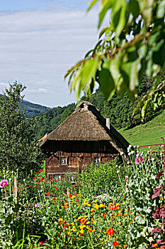 茅草屋顶,屋舍,花园,靠近,黑森林,巴登符腾堡,德国,欧洲