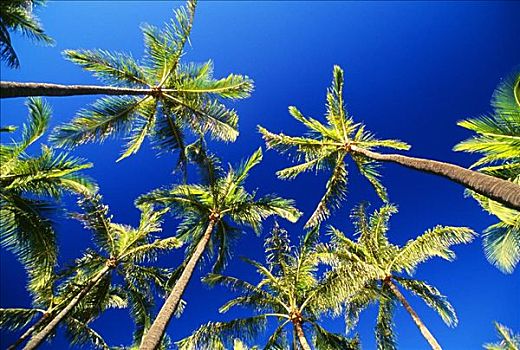 夏威夷,仰视,高,棕榈树,蓝天