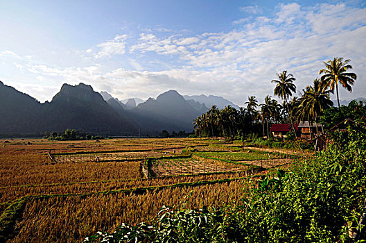稻米,地点,喀斯特地貌,山峦,靠近,老挝,东南亚,亚洲