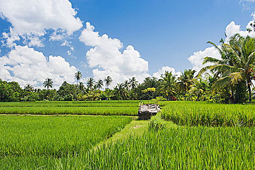 稻田,椰树,乌布,巴厘岛,印度尼西亚,亚洲