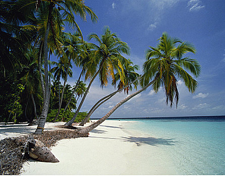 棕榈树,海滩,马尔代夫