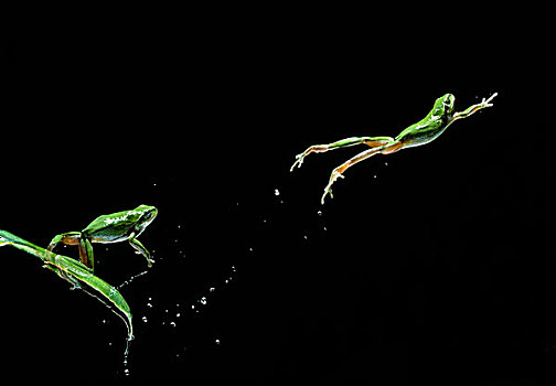欧洲树蛙,无斑雨蛙,跳跃,两个,图像
