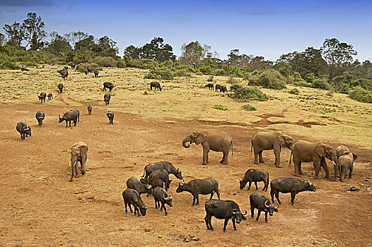 非洲,水牛,非洲水牛,大象,国家公园,肯尼亚