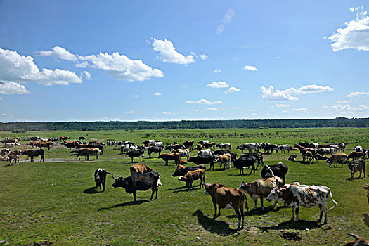 内蒙古呼伦贝尔鄂温克族旗伊敏河畔牛群羊群