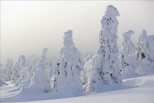 布罗肯,积雪,树,山,哈尔茨山,萨克森安哈尔特,德国