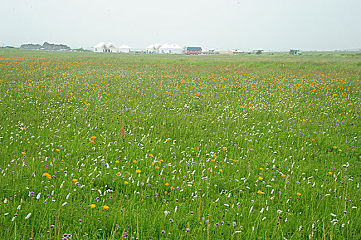 承德,坝上,草原,花海,原野,开阔,河流,植被,牧场