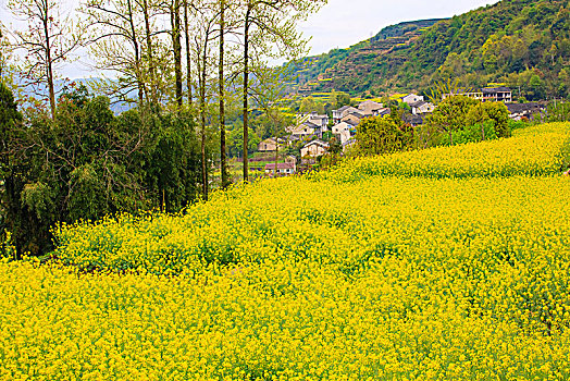 梯田,山村,春意