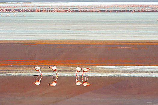 火烈鸟,反射,红色,水,泻湖,乌尤尼,玻利维亚,南美